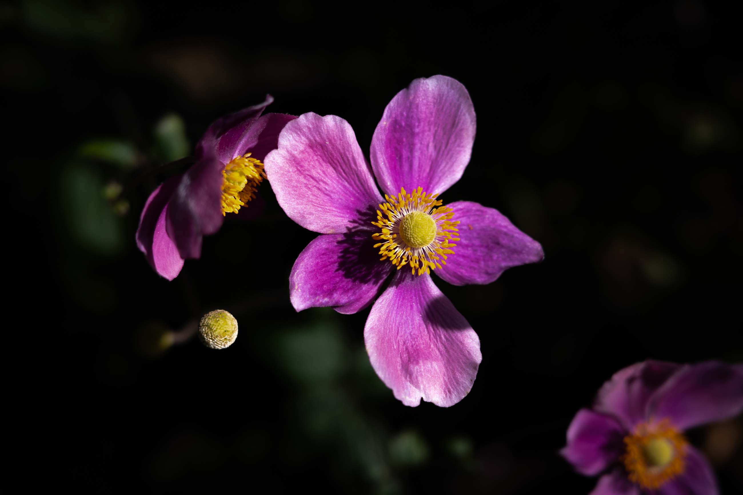 仙台のフォトグラファー カメラマン
