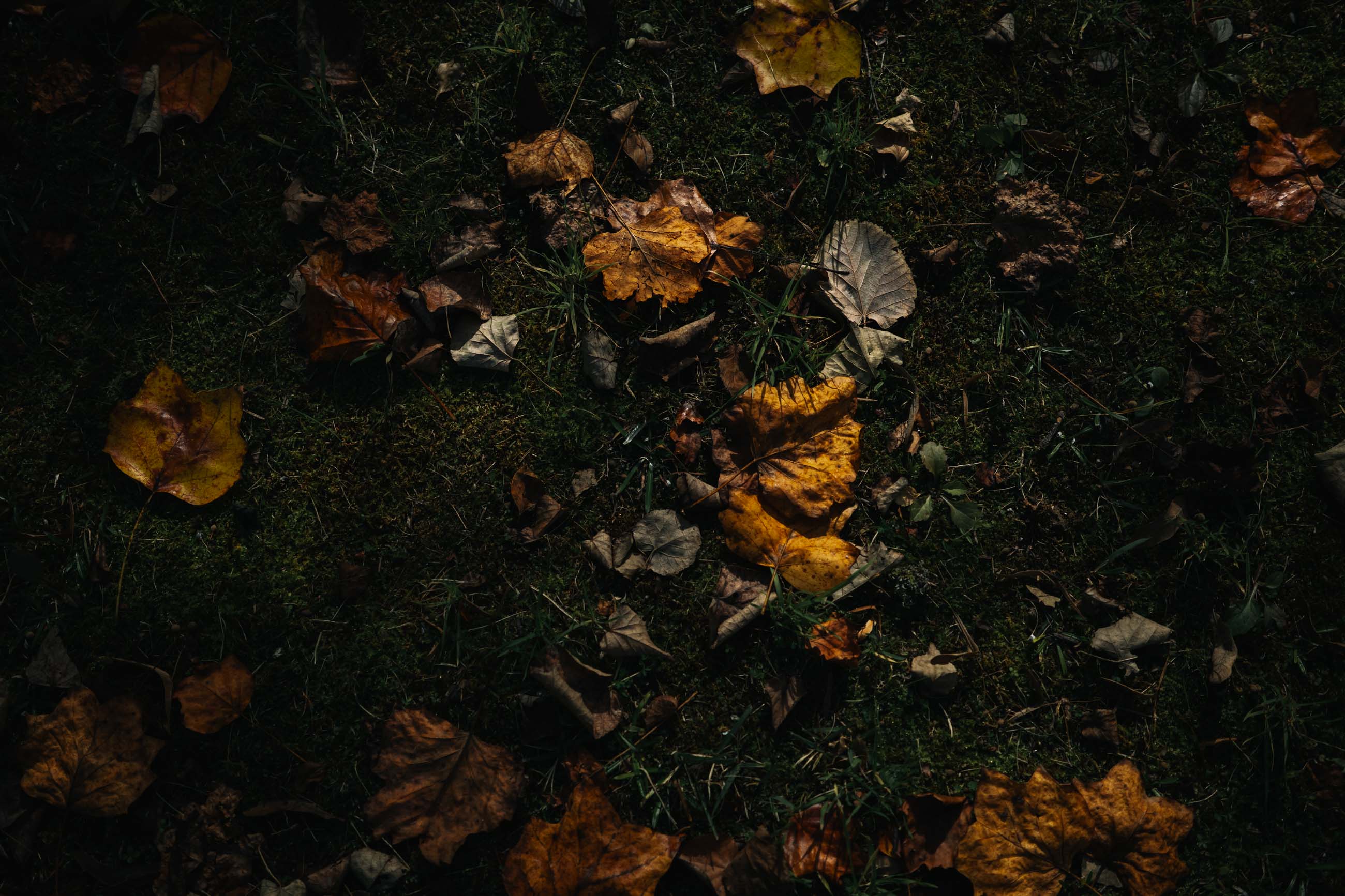 仙台のフォトグラファー カメラマン